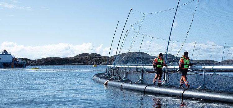 Signify and ScaleAQ partner up in sustainable fish farming.
