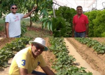 Cultivating Sustainability: Raj-Shree Farms and Its Synergy with Mangofolks