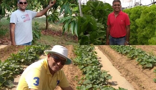 Cultivating Sustainability: Raj-Shree Farms and Its Synergy with Mangofolks