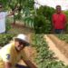 Cultivating Sustainability: Raj-Shree Farms and Its Synergy with Mangofolks