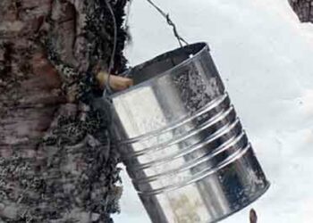 Unlock the Secret of Nordic Radiance with SKÖG: Birch Sap Brilliance
