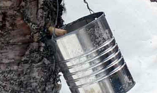 Unlock the Secret of Nordic Radiance with SKÖG: Birch Sap Brilliance