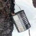 Unlock the Secret of Nordic Radiance with SKÖG: Birch Sap Brilliance
