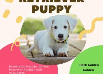 The Thriving Pet Market in Kolkata: A Guide to Buying Dogs in the City of Joy