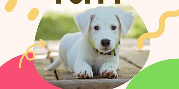 The Thriving Pet Market in Kolkata: A Guide to Buying Dogs in the City of Joy