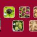 Sugar Defender Reviews: A Natural Solution for Blood Sugar Support in 2024