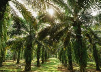 The Stories of Palm Oil’ a 5-part documentary series launched