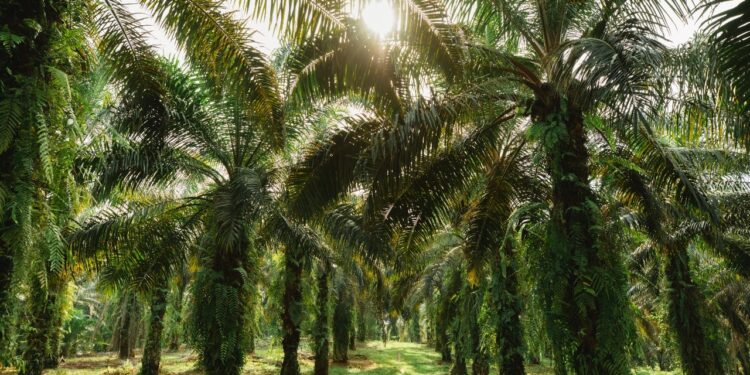 The Stories of Palm Oil’ a 5-part documentary series launched