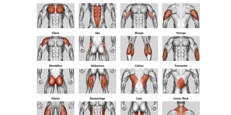 Flexxp.com: Unlock Your Fitness Potential with the Ultimate Workout Generator